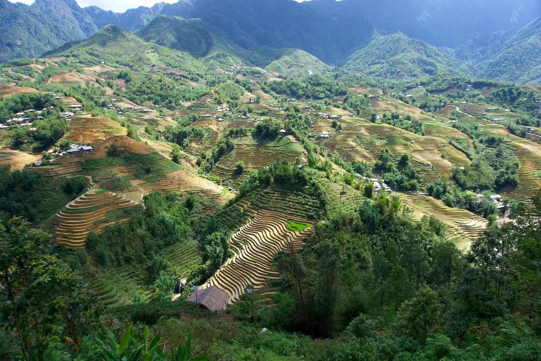 vue à couper le souffle sur les rizières en terrasses de Sa Pa, illustrant l'agriculture traditionnelle dans le paysage luxuriant du Vietnam.jpg