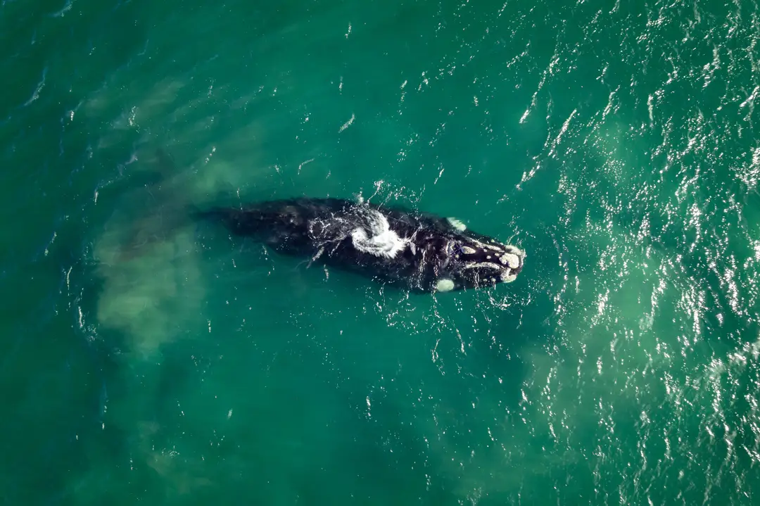 vue aérienne d'une baleine franche australe nageant à Puerto Madryn, Argentine.