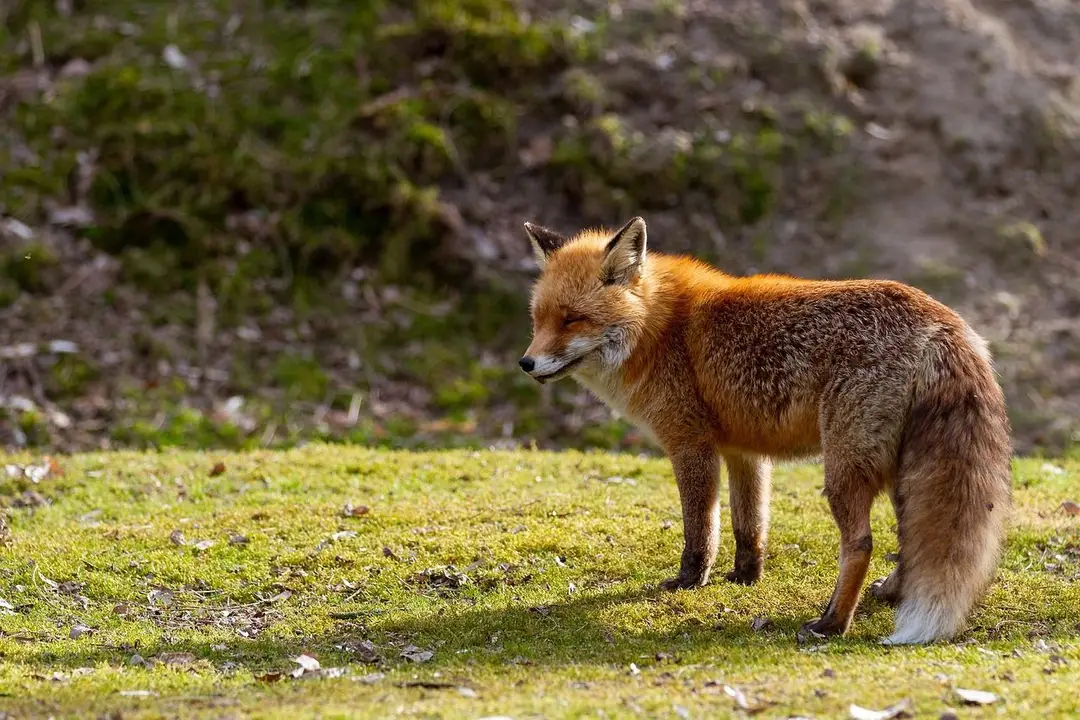 wildlife-3314939_1280.jpg
