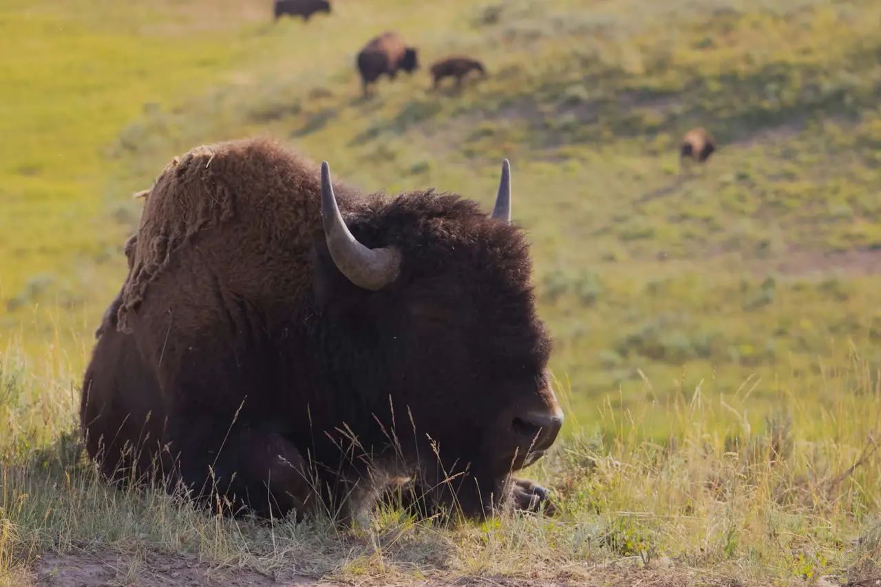 Gros plan sur un imposant bison paissant dans les plaines herbeuses du parc national de Yellowstone avec d'autres bisons en arrière-plan