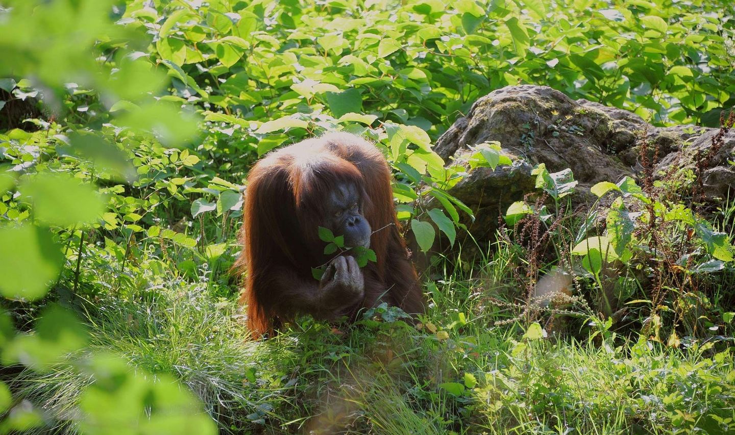 Orang Utan Affe in Indonesien