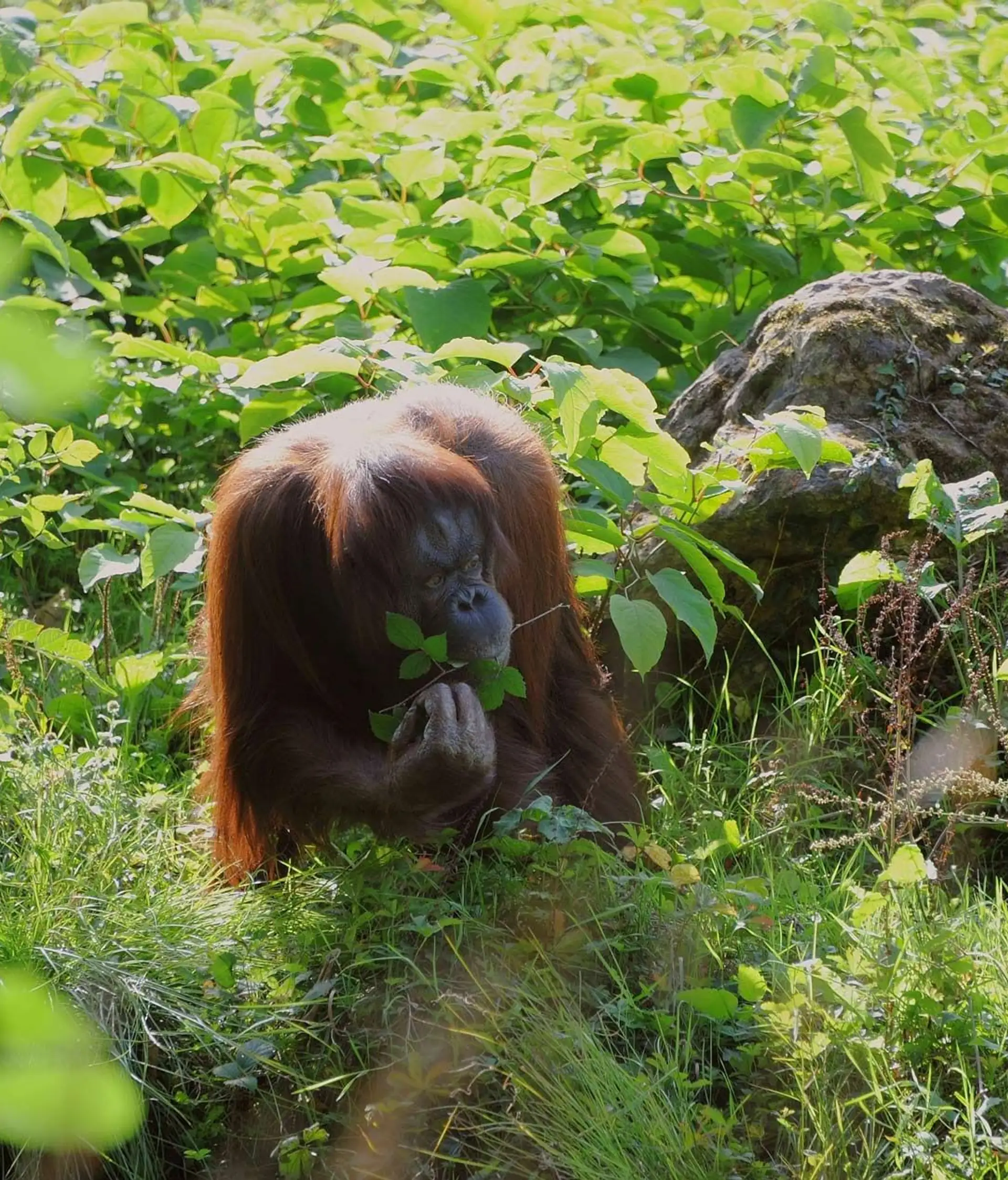 Orang Utan Affe in Indonesien