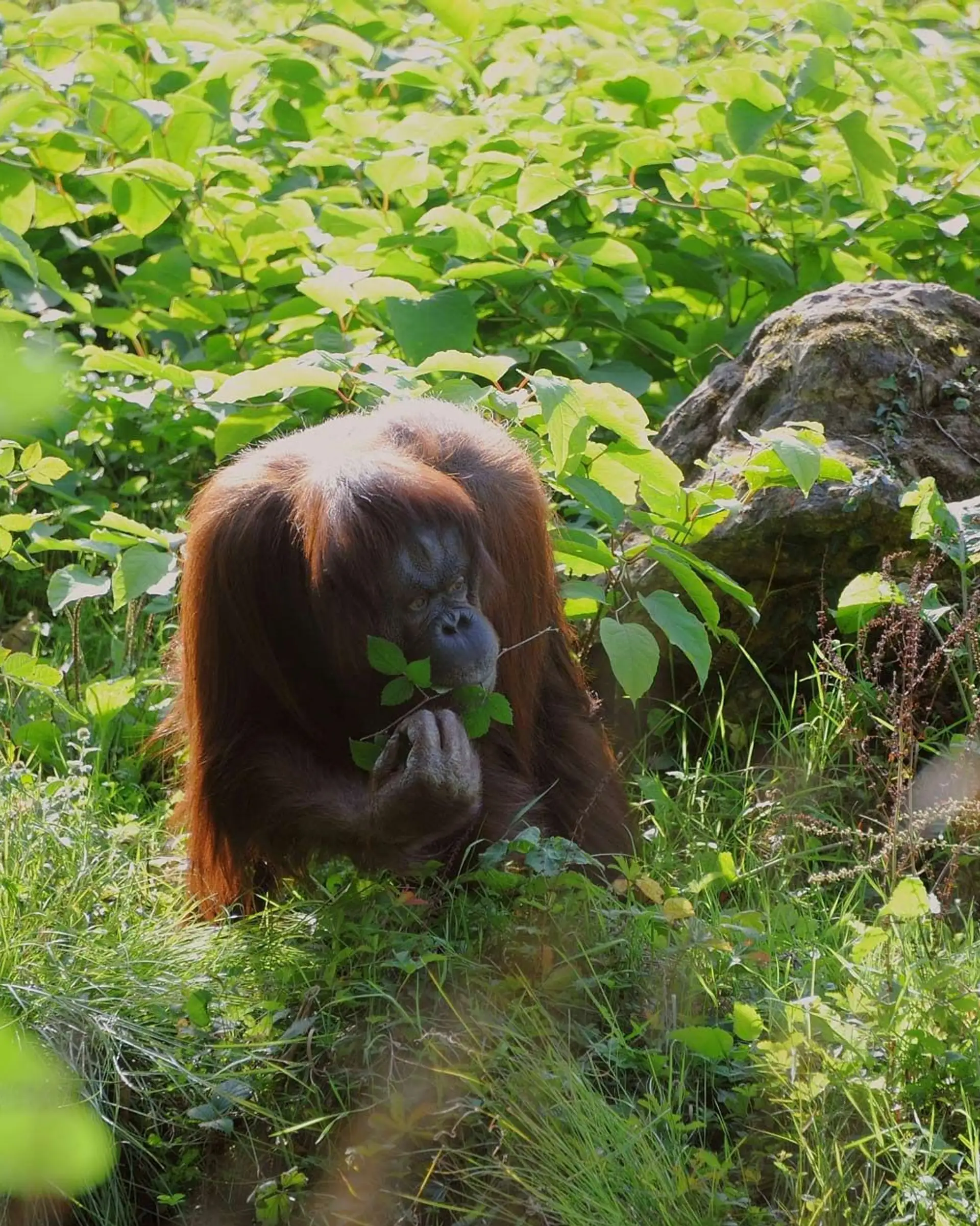 Orang Utan Affe in Indonesien