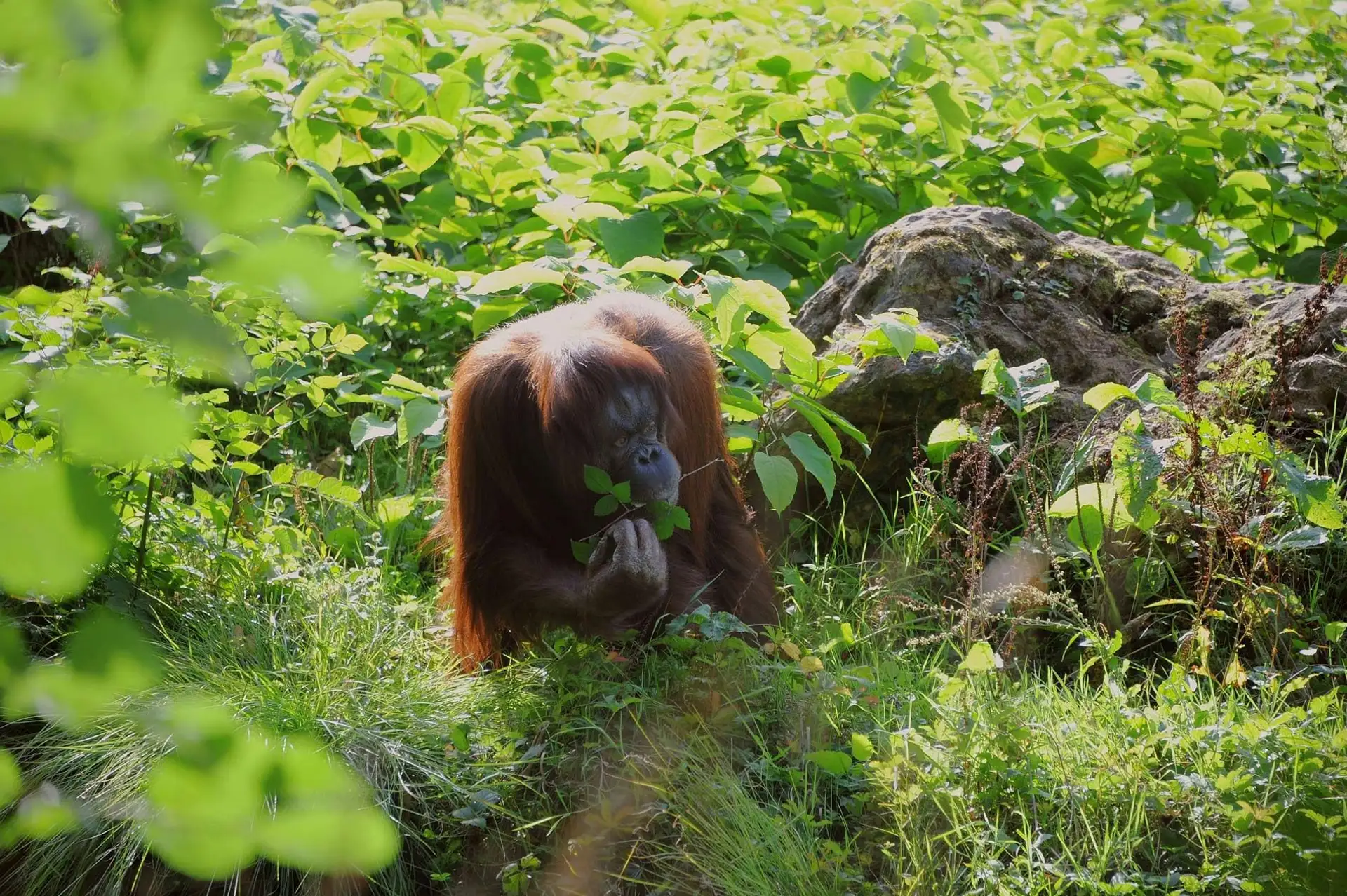 Orang Utan Affe in Indonesien