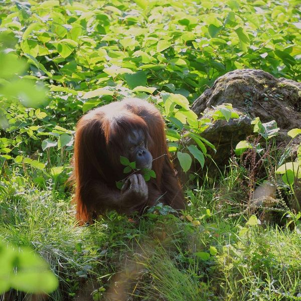 Orang Utan Affe in Indonesien