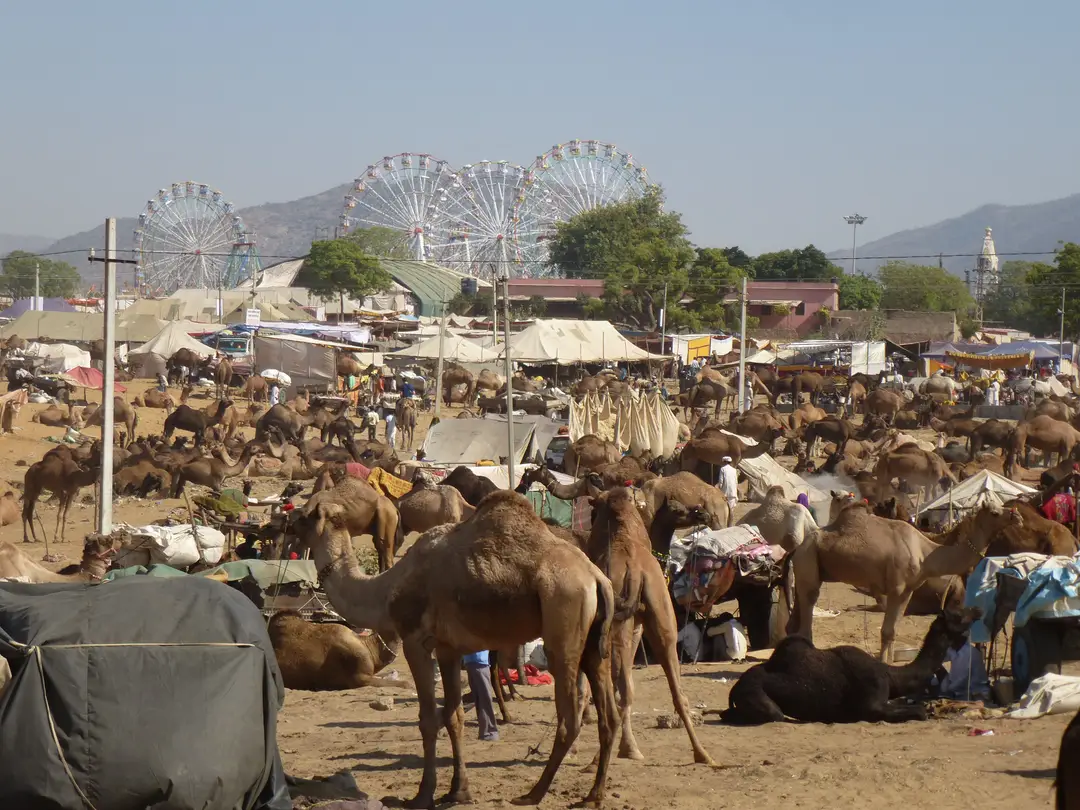Voyage en Inde - Explorez le Rajasthan authentique. Shanti Travel vous guide sur la monnaie, la santé et les préparatifs indispensables pour assister à la foire de Pushkar.