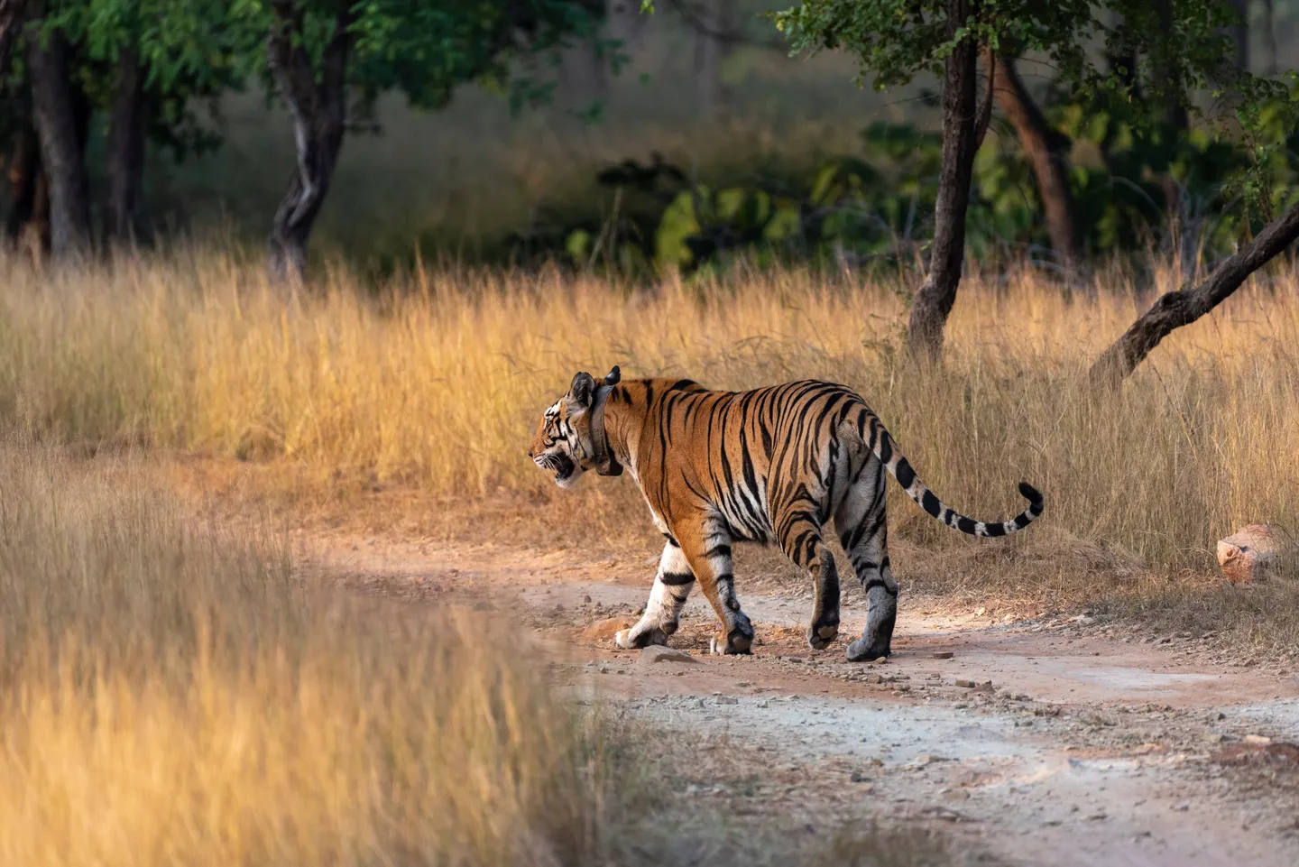 Bandhavgarh