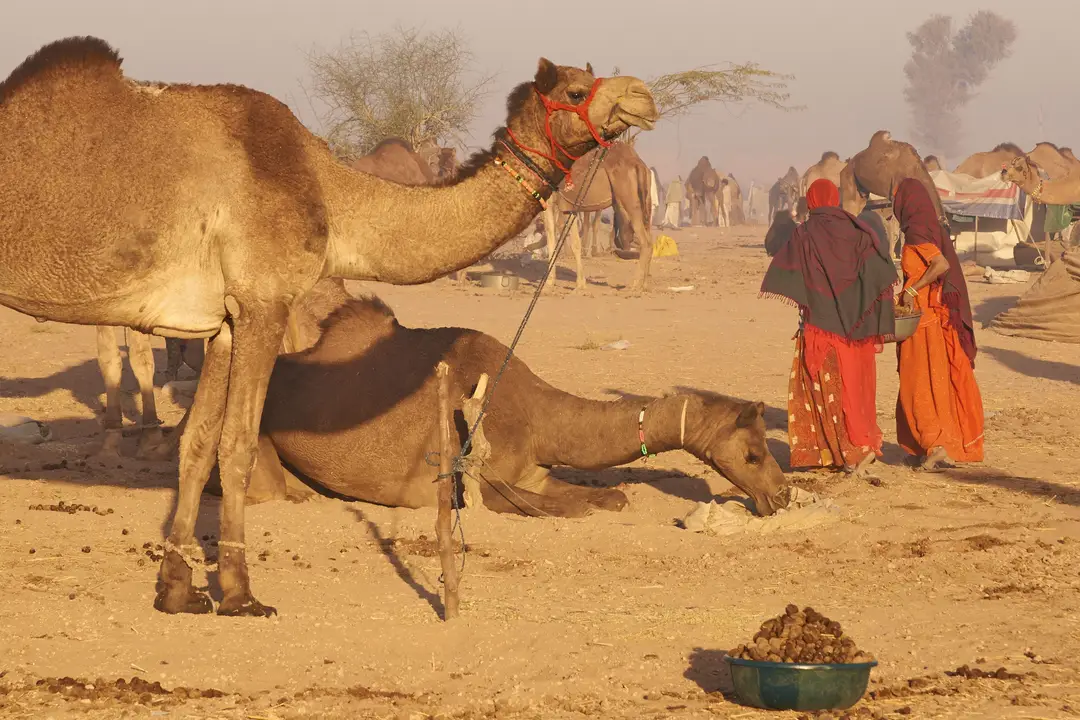 Pushkar
