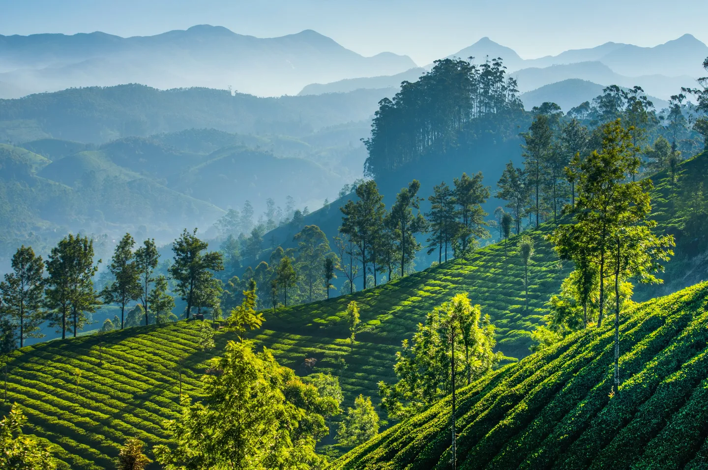Voyage en Inde - Paysage de montagne en Inde, plantations de thé de Munnar