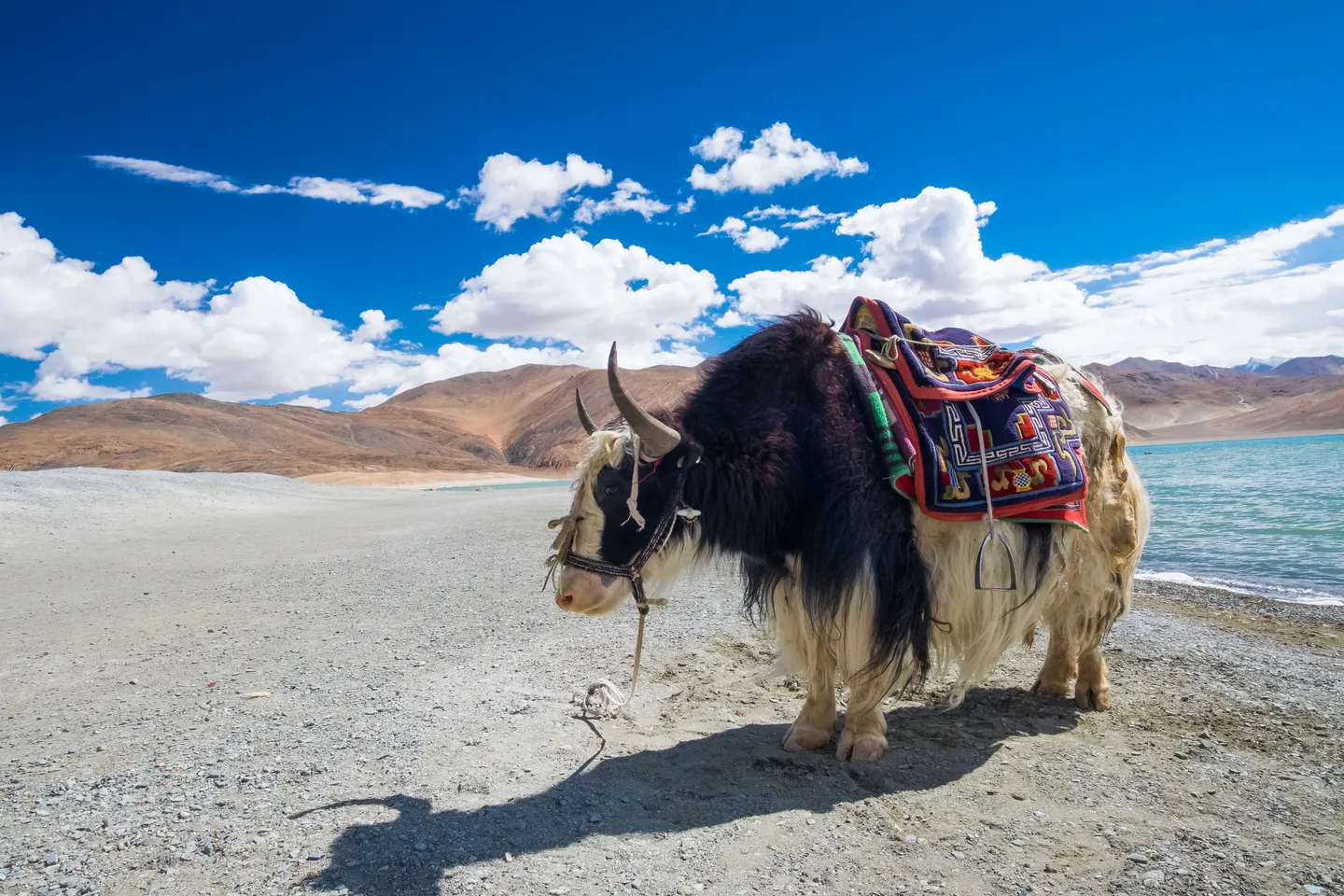 Voyage en Inde - Préparez votre voyage au Ladakh : conseils sur le mal des montagnes, les vêtements chauds et la meilleure saison pour explorer l'Himalaya indien avec Shanti Travel.