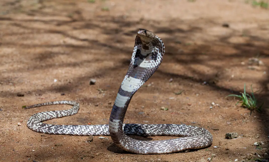 AdobeStock_355947173.jpeg