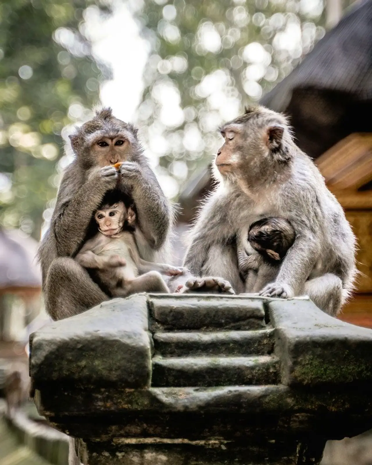 Une famille de macaques, dont deux adultes et un petit singe, installés sur une structure en pierre dans la forêt des singes d'Ubud à Bali.