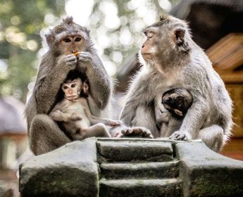 Achtung Wertsachen - Affen in Ubud