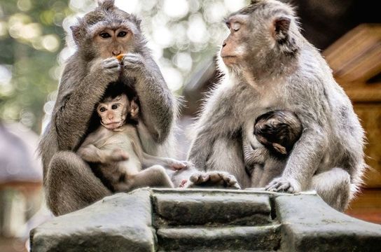 Achtung Wertsachen - Affen in Ubud