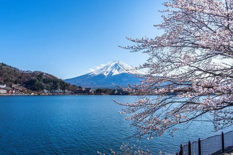 Vue du Mont Fuji enneigé depuis les rives du lac Ashi avec des cerisiers en fleurs au premier plan au Japon.