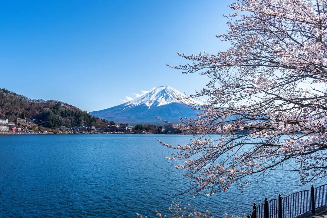 Vue du Mont Fuji enneigé depuis les rives du lac Ashi avec des cerisiers en fleurs au premier plan au Japon.