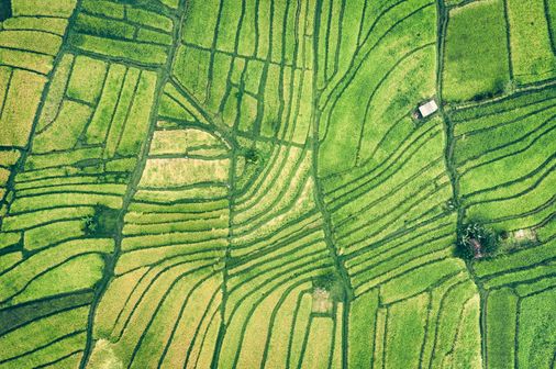 Voyage au Vietnam - Champ de printemps en Asie