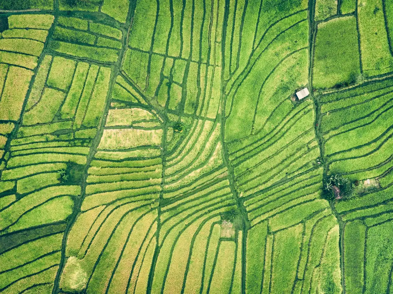 Voyage au Vietnam - Champ de printemps en Asie
