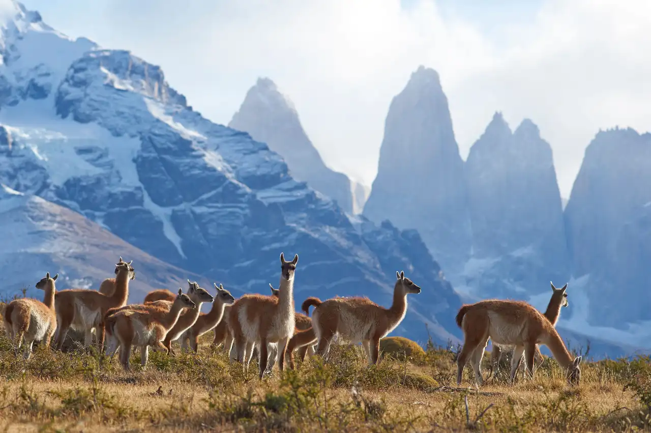 Guanaco à Torres del Paine National Park en Argentine