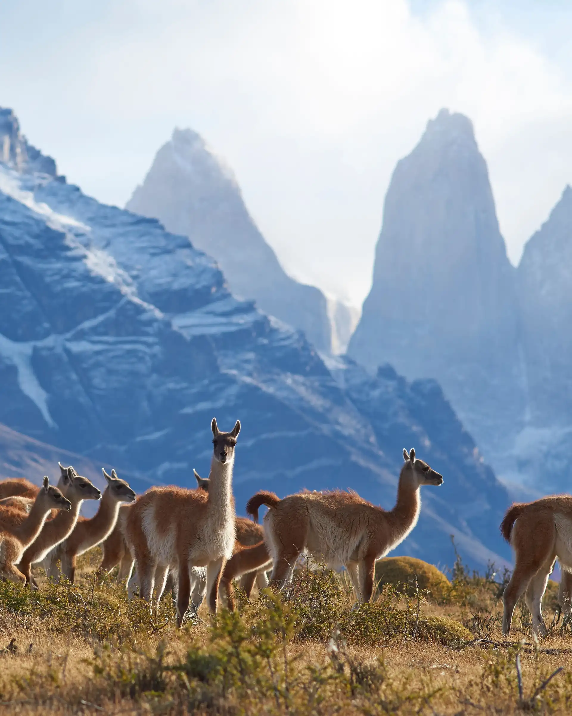 Guanaco à Torres del Paine National Park en Argentine