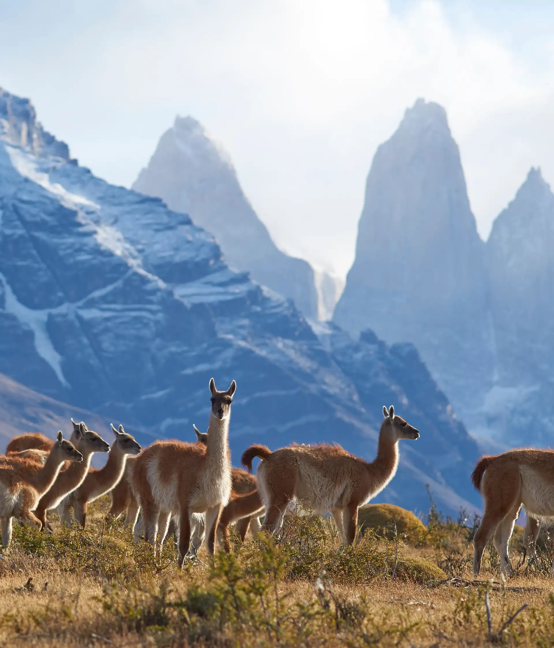 Guanaco à Torres del Paine National Park en Argentine