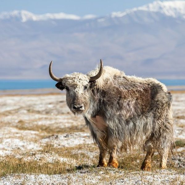 voyage-coeur-asie-centrale-J16