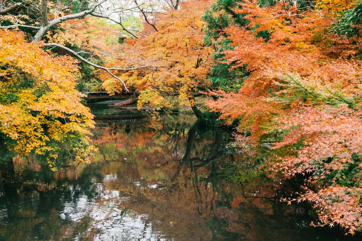 Japon momiji