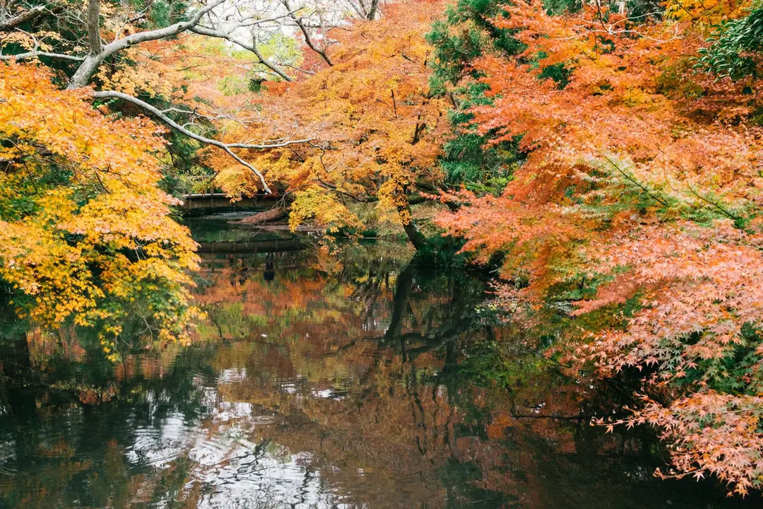 Japon momiji