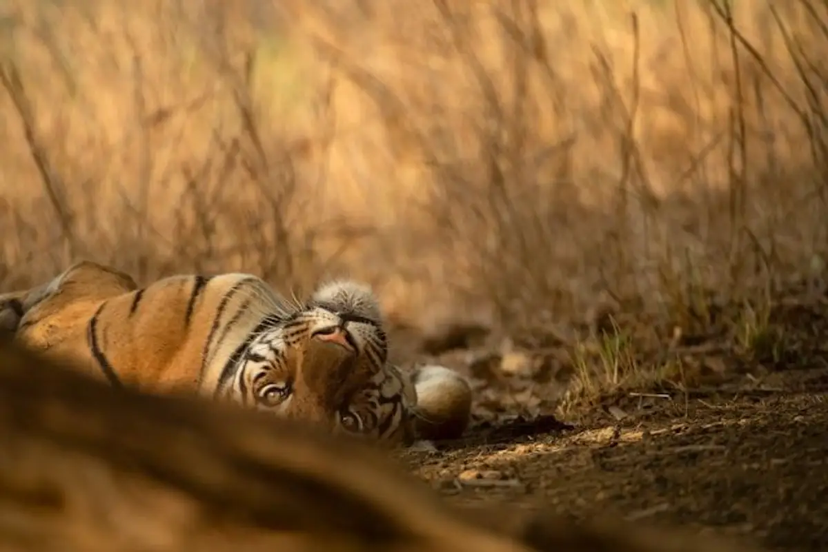 Bandhavgarh Nationalpark Tiger