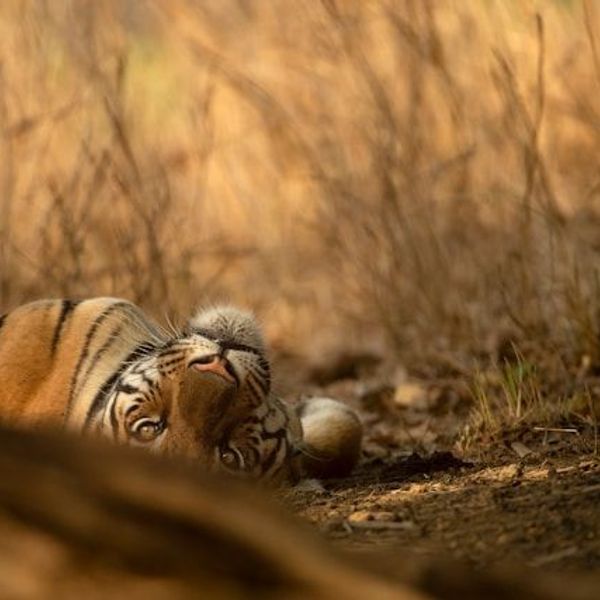 Bandhavgarh Nationalpark Tiger