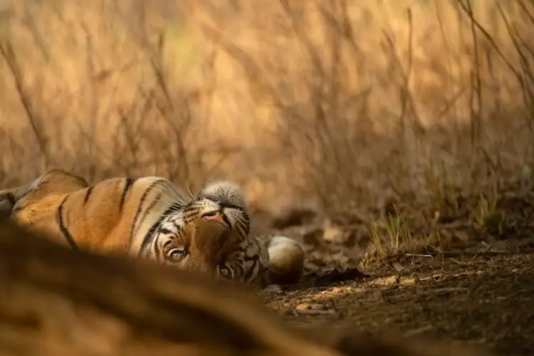 Bandhavgarh Nationalpark Tiger