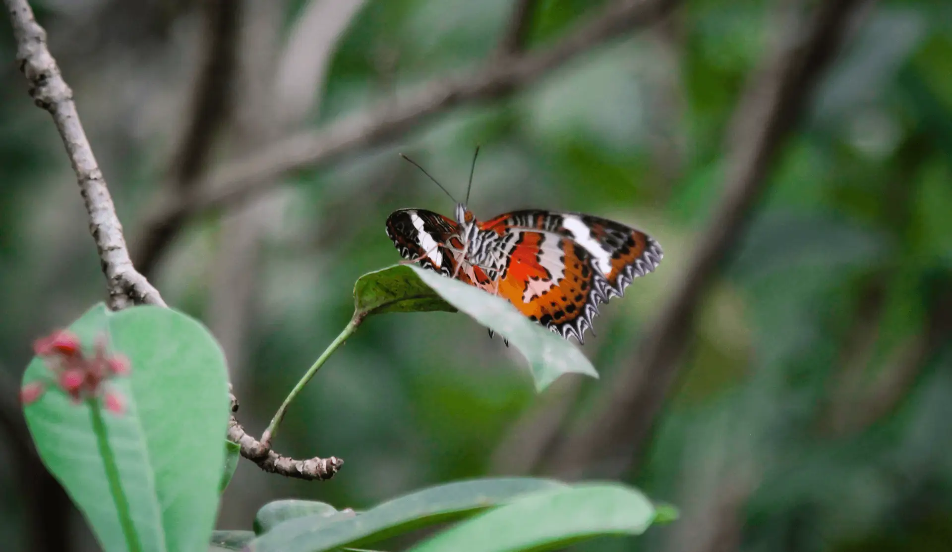 Voyage à Bali — visite du Bali Butterfly Park près d’Ubud avec papillons tropicaux en vol libre dans un jardin aménagé