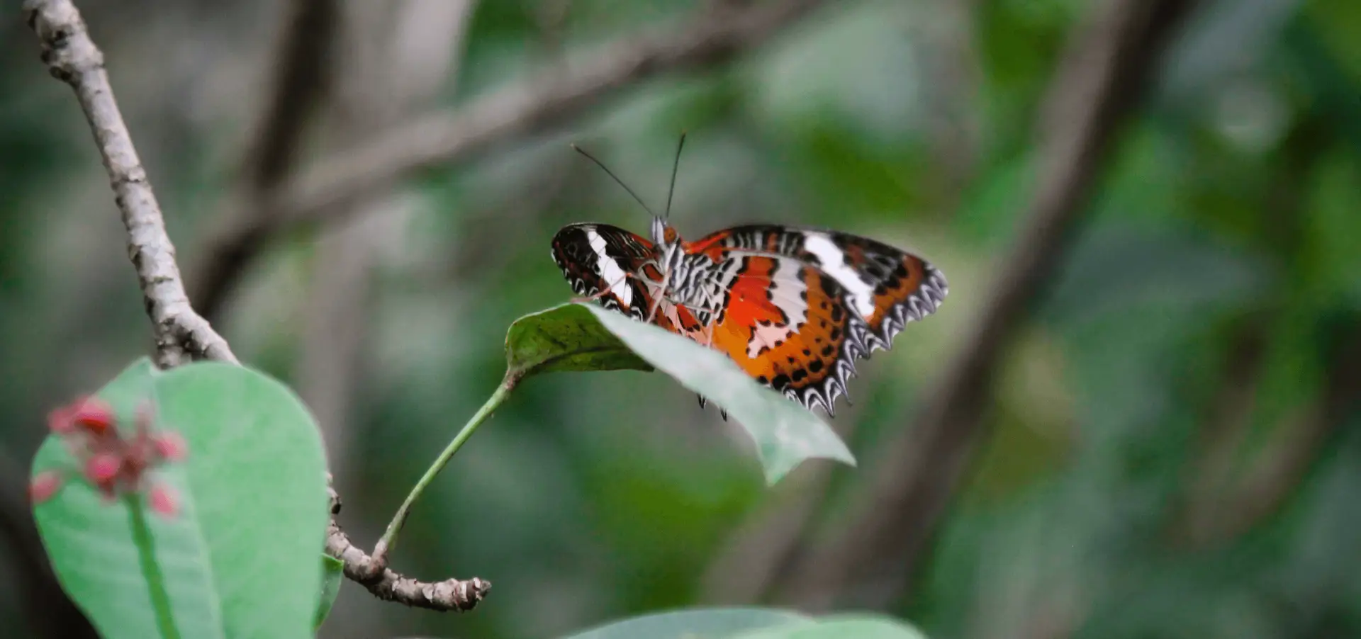 Voyage à Bali — visite du Bali Butterfly Park près d’Ubud avec papillons tropicaux en vol libre dans un jardin aménagé