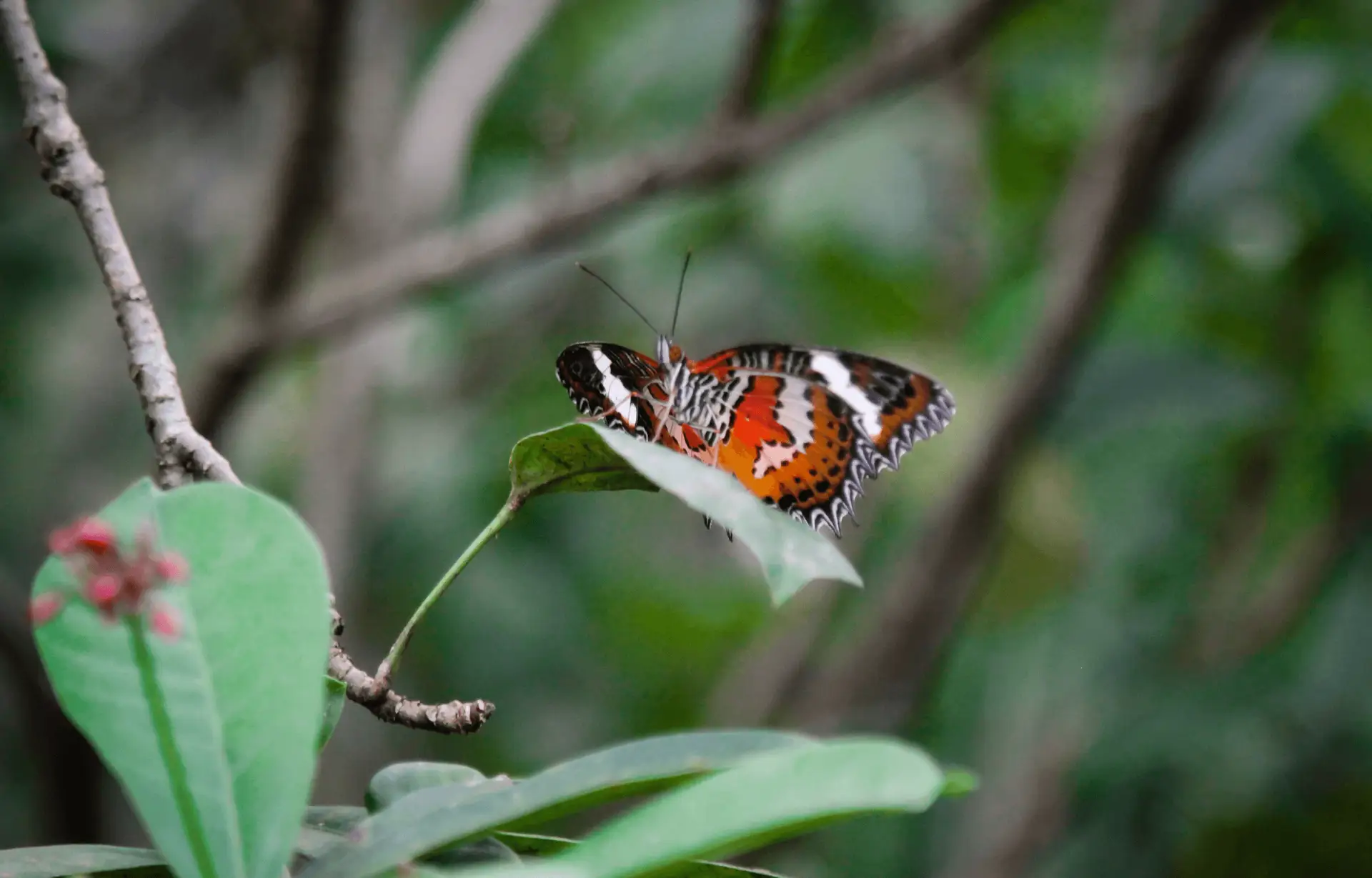 Voyage à Bali — visite du Bali Butterfly Park près d’Ubud avec papillons tropicaux en vol libre dans un jardin aménagé