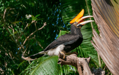 Voyage en Asie - calao tropical perché dans la végétation luxuriante de Bali en Indonésie