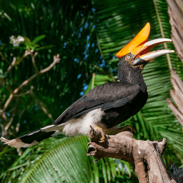 Voyage en Asie - calao tropical perché dans la végétation luxuriante de Bali en Indonésie