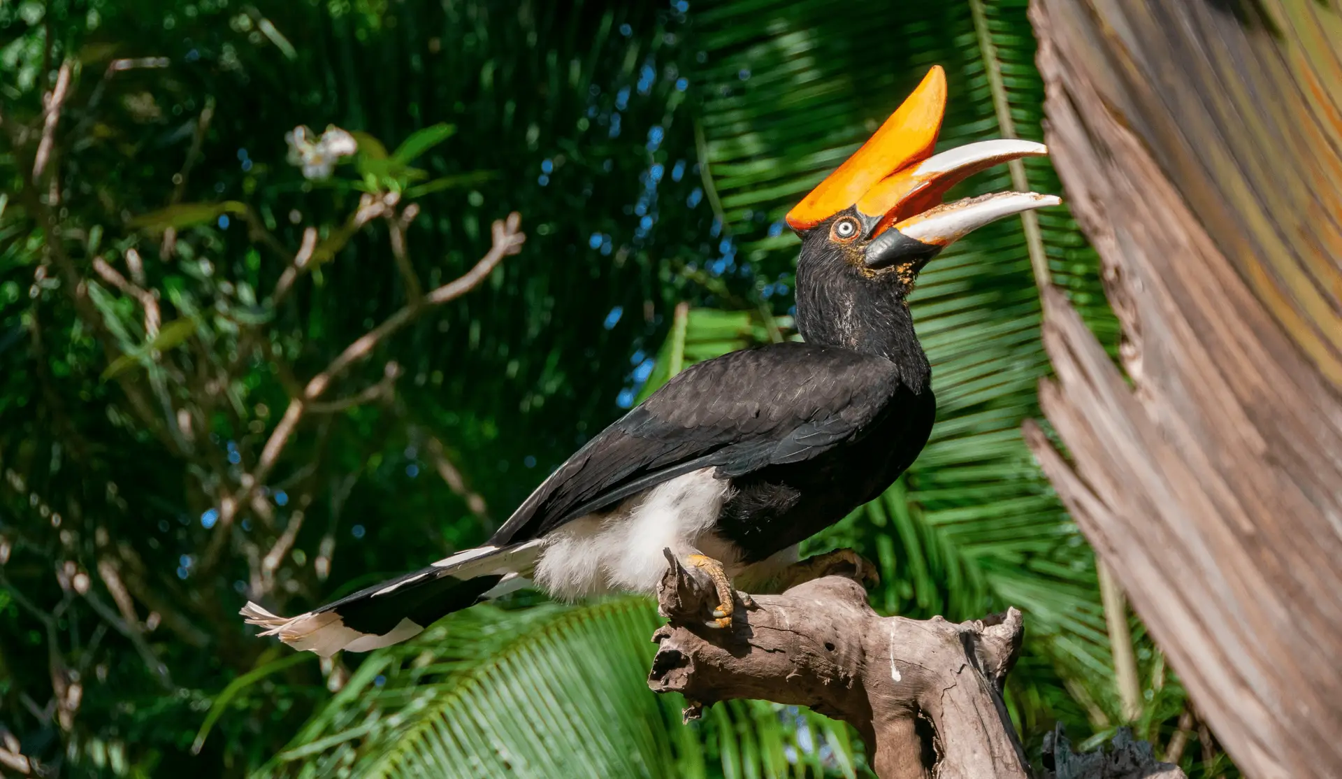 Voyage en Asie - calao tropical perché dans la végétation luxuriante de Bali en Indonésie
