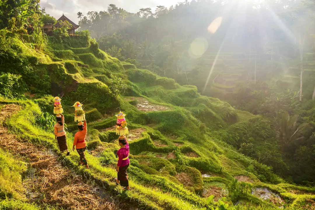 Voyage à Bali – Trois femmes en tenue traditionnelle balinaise portant des offrandes sur la tête à travers les rizières en terrasses de Tegallalang à Ubud.