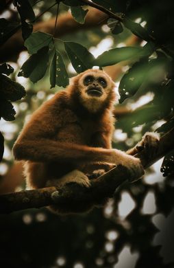 Voyage en Asie — Gibbon se balançant dans la canopée de la forêt tropicale de Sumatra, une observation faunique responsable et unique — Shanti Travel