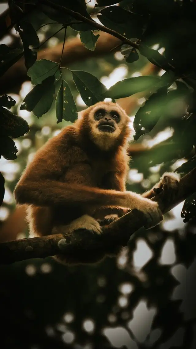 Voyage en Asie — Gibbon se balançant dans la canopée de la forêt tropicale de Sumatra, une observation faunique responsable et unique — Shanti Travel