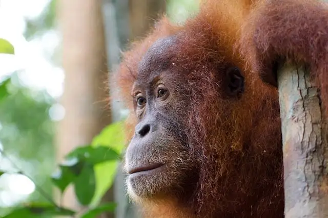 Voyage en Asie — Rencontre émouvante avec un jeune orang-outan de Sumatra, une immersion nature responsable guidée par nos experts locaux — Shanti Travel