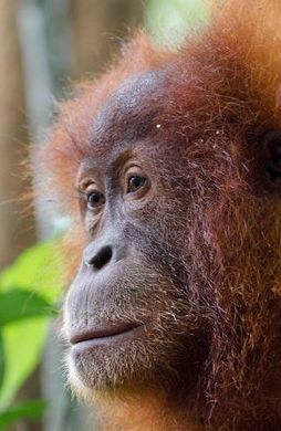 Voyage en Asie — Rencontre émouvante avec un jeune orang-outan de Sumatra, une immersion nature responsable guidée par nos experts locaux — Shanti Travel