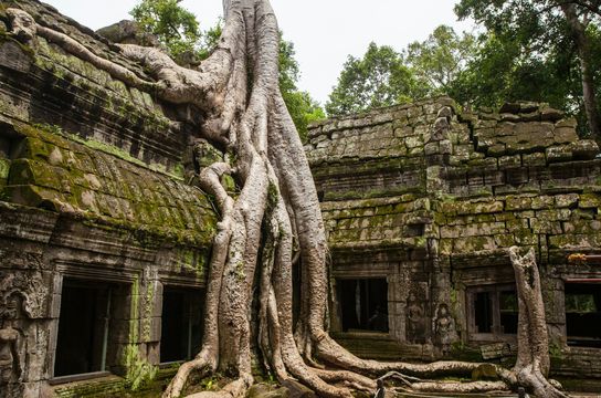 Voyage au Cambodge : Temple d'Angkor Ta Prohm