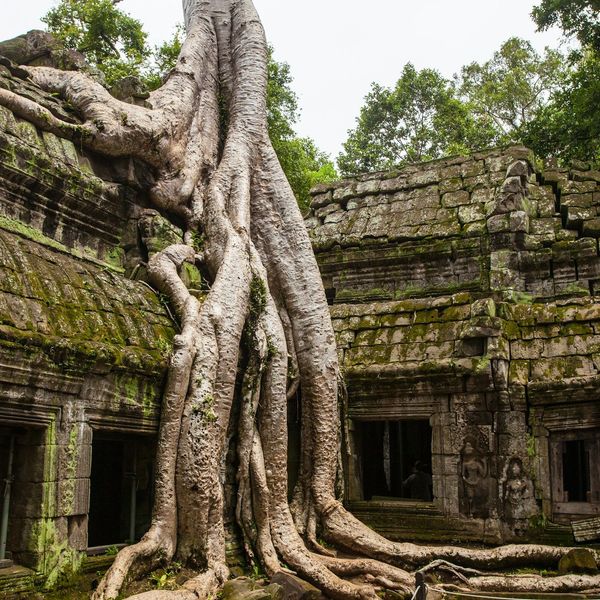 Voyage au Cambodge : Temple d'Angkor Ta Prohm