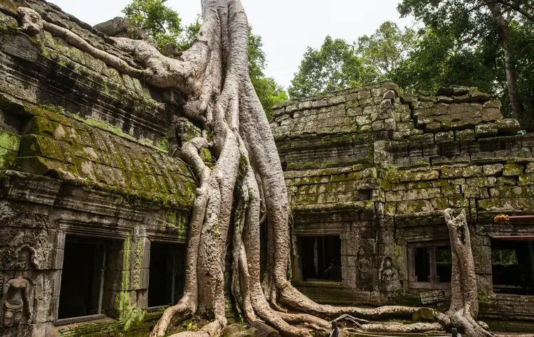 Voyage au Cambodge : Temple d'Angkor Ta Prohm