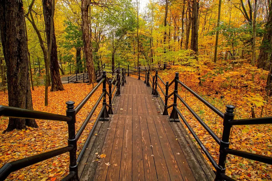Forêt aux couleurs de l’automne au Canada.