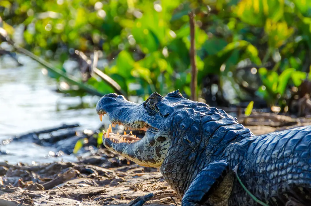 Caïman au bord de l’eau dans le Pantanal, au Brésil.