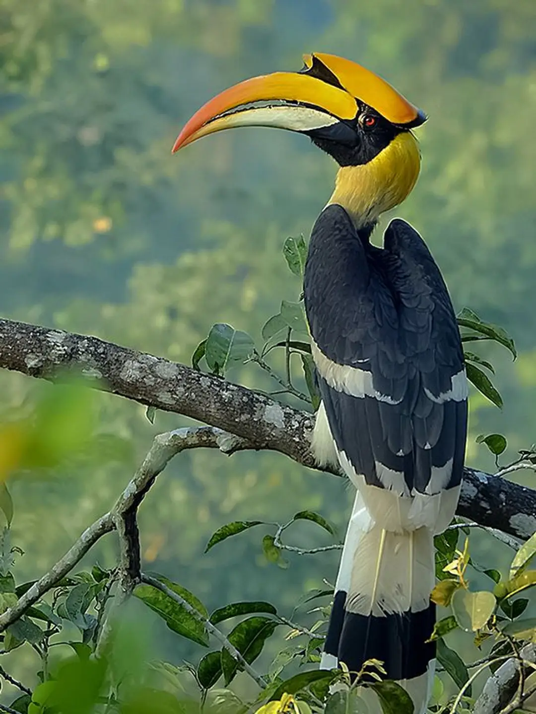 Calaos (Hornbills).jpg
