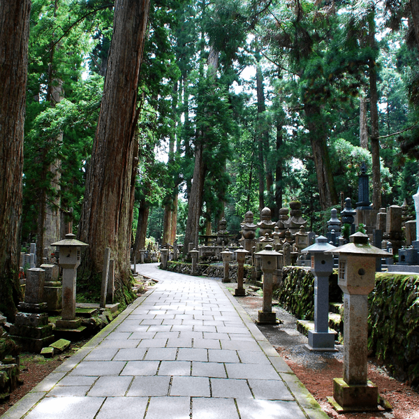 foret-cedre-japon-koyasan-unesco