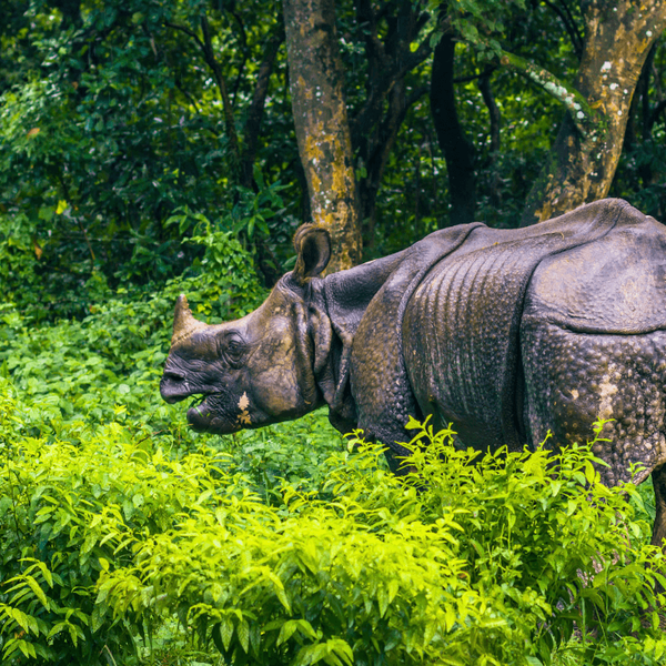 chitwan-national-parc